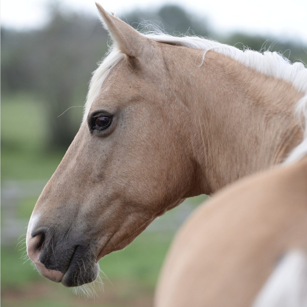 Horse Certification Course | Equine Connection |